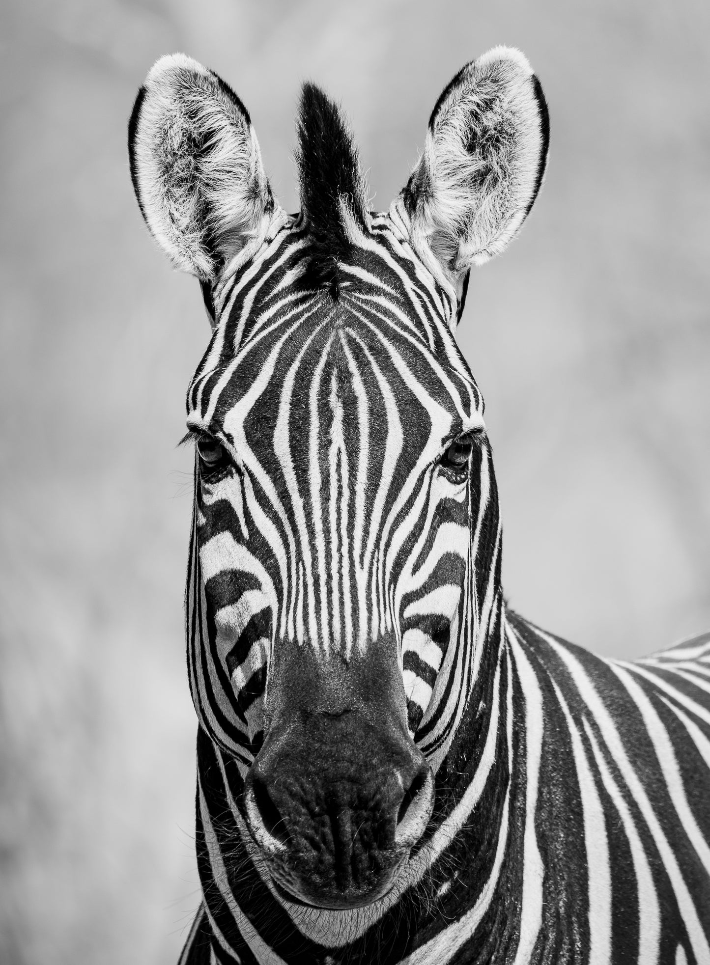 Chobe Zebra