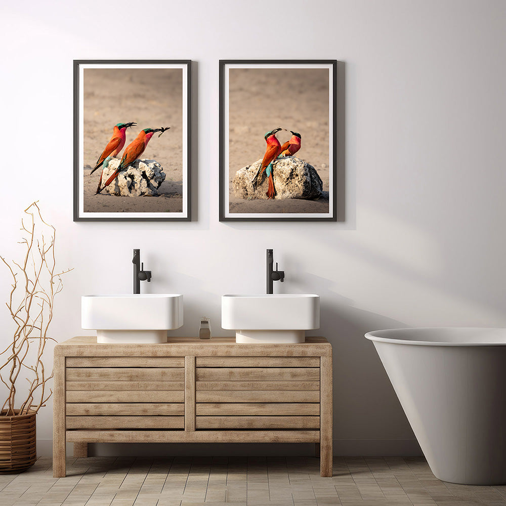 Carmine Bee-eaters (set)