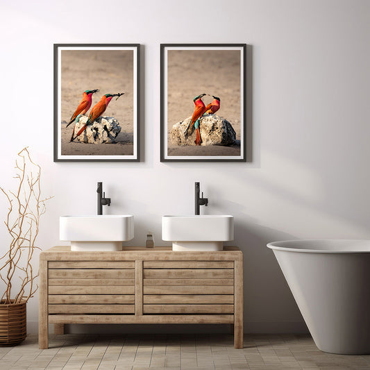 Carmine Bee-eaters (set)