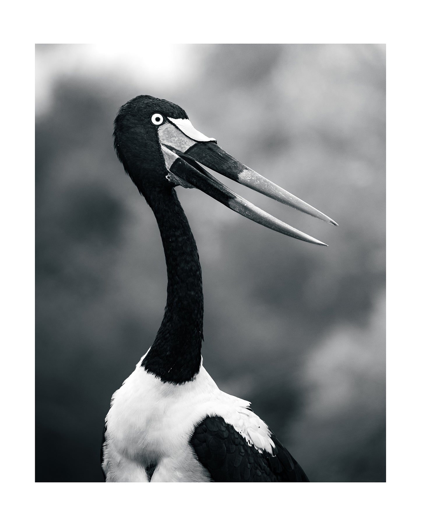 Saddle-billed Stork