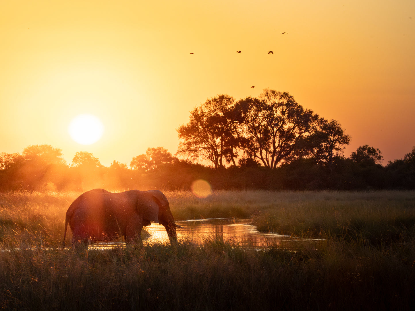 Elephant Okavango Delta