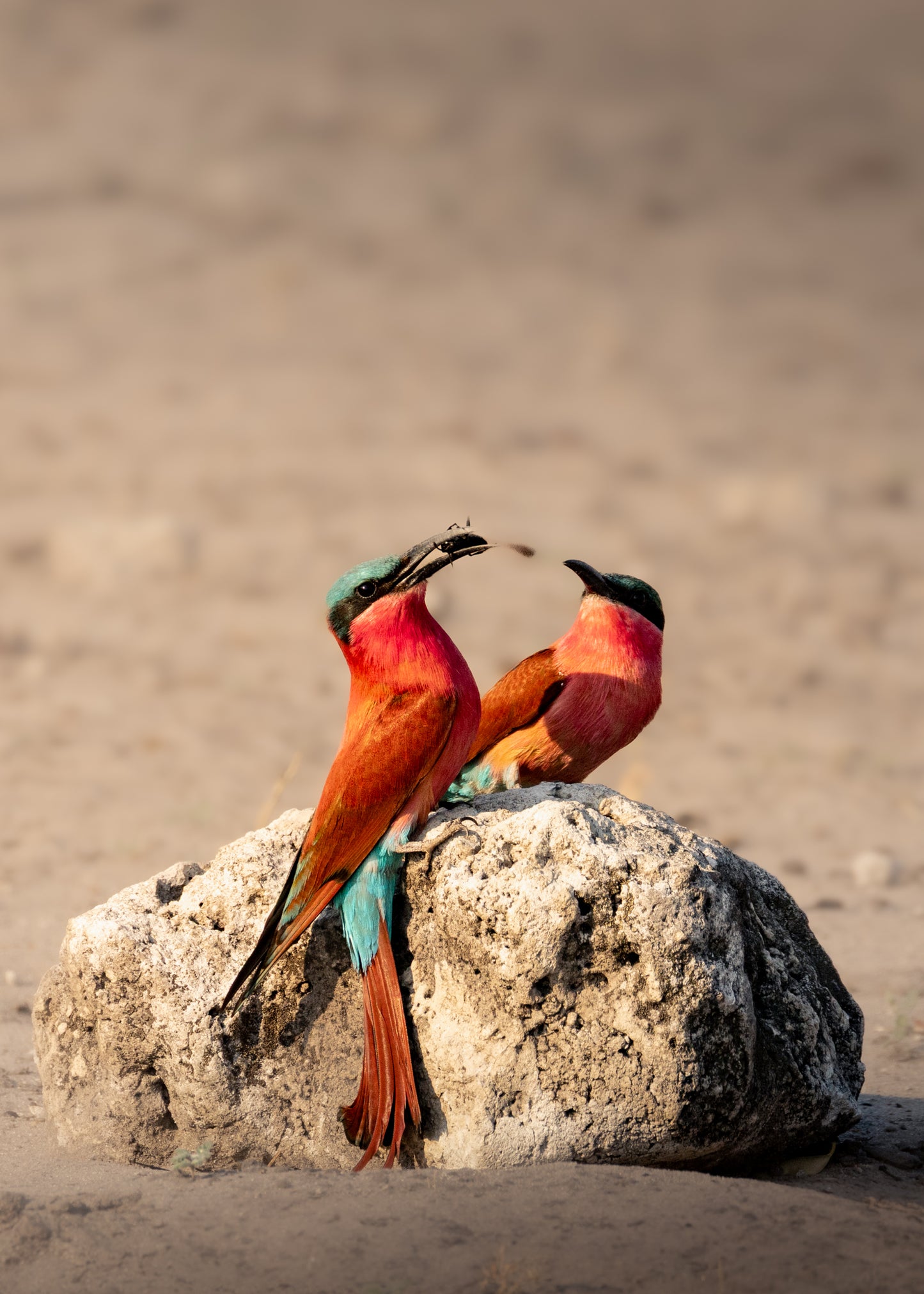 Carmine Bee-eaters (set)