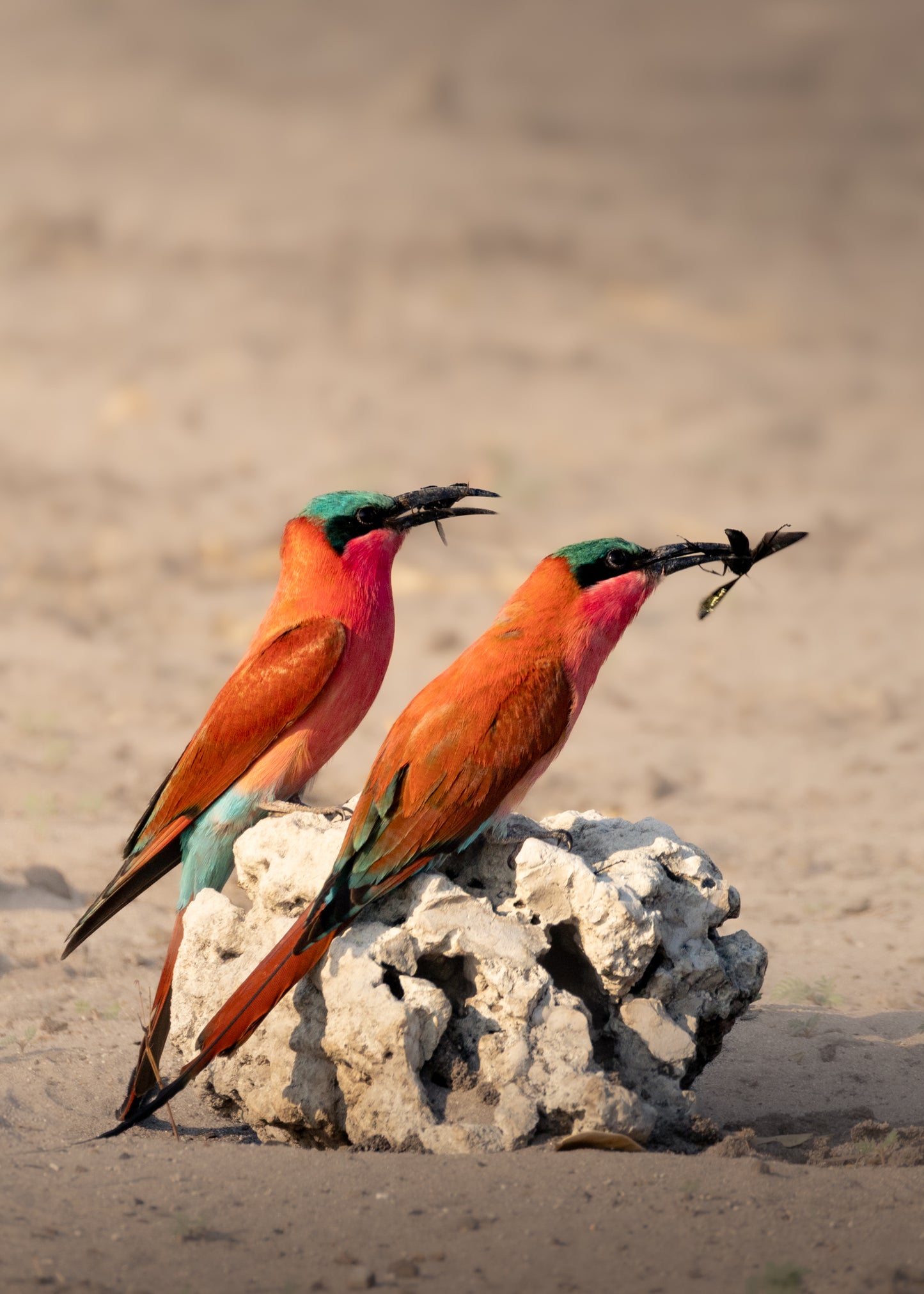 Carmine Bee-eaters (set)