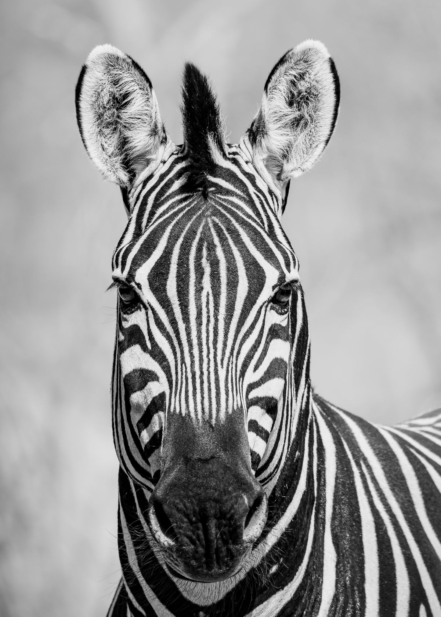 Chobe Zebras (set)