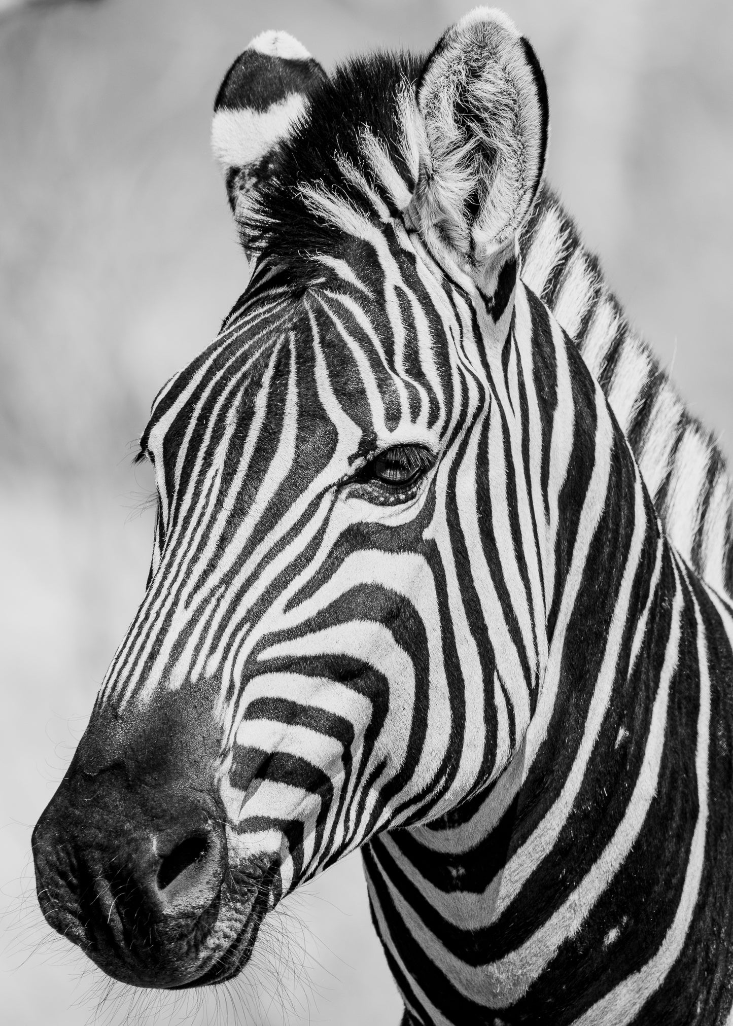 Chobe Zebras (set)
